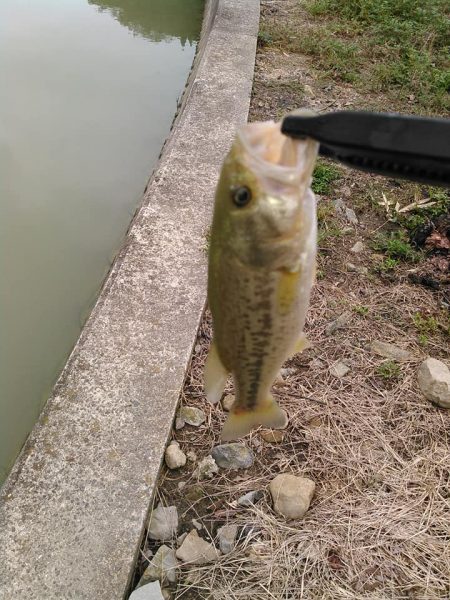 ノーシンカーリグ